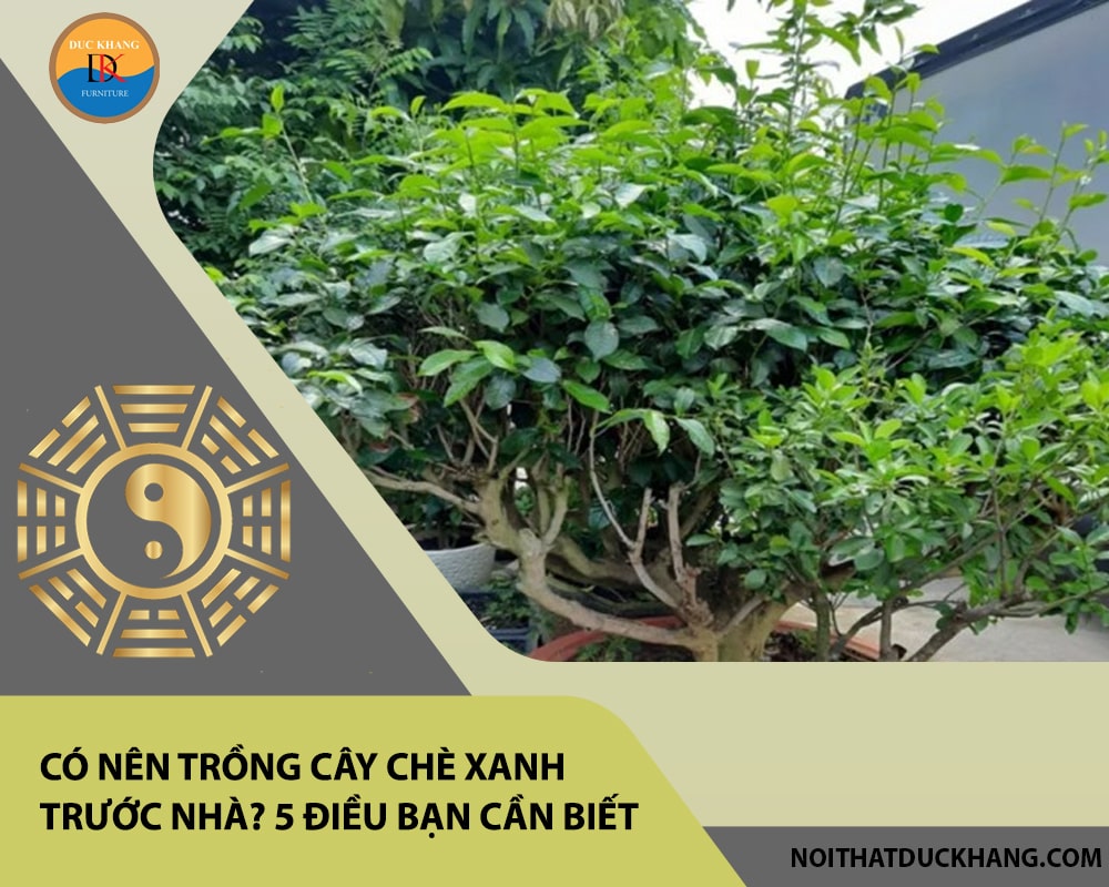 Có nên trồng cây chè xanh trước nhà? 5 điều bạn cần biết