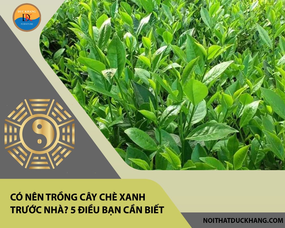 Có nên trồng cây chè xanh trước nhà? 5 điều bạn cần biết