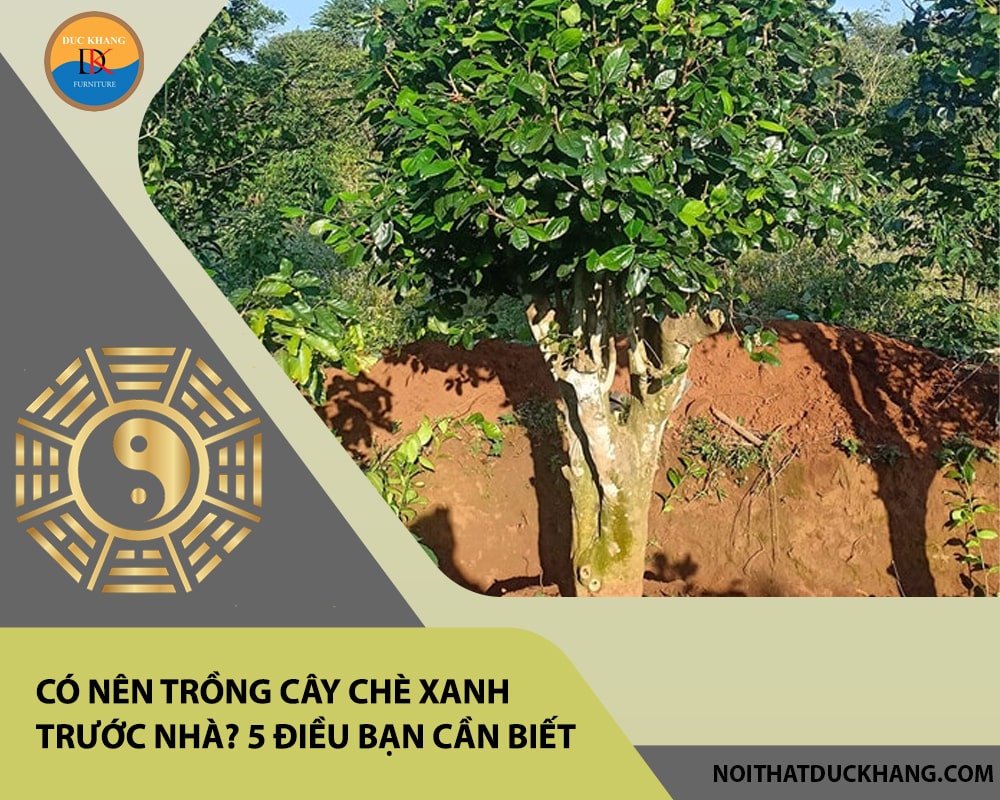 Có nên trồng cây chè xanh trước nhà? 5 điều bạn cần biết