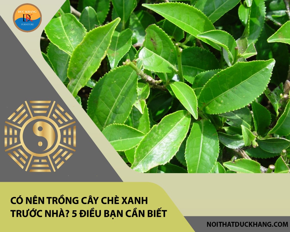 Có nên trồng cây chè xanh trước nhà? 5 điều bạn cần biết