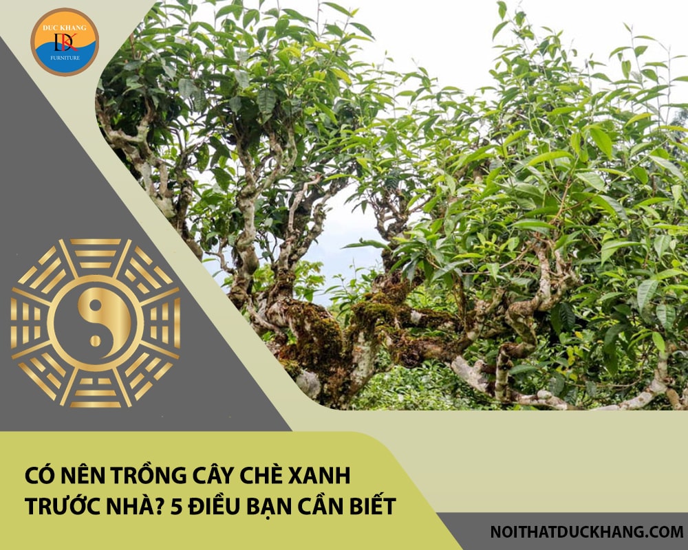 Có nên trồng cây chè xanh trước nhà? 5 điều bạn cần biết