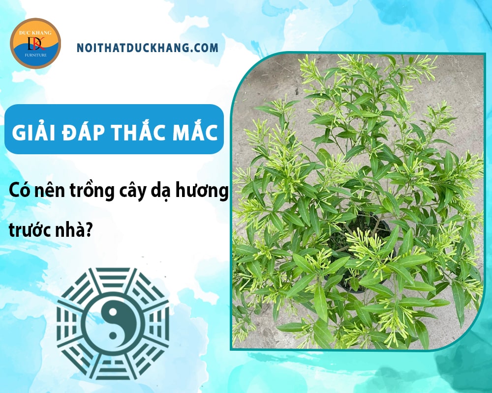 Giải đáp thắc mắc: Có nên trồng cây dạ hương trước nhà? Giải đáp thắc mắc: Có nên trồng cây dạ hương trước nhà?