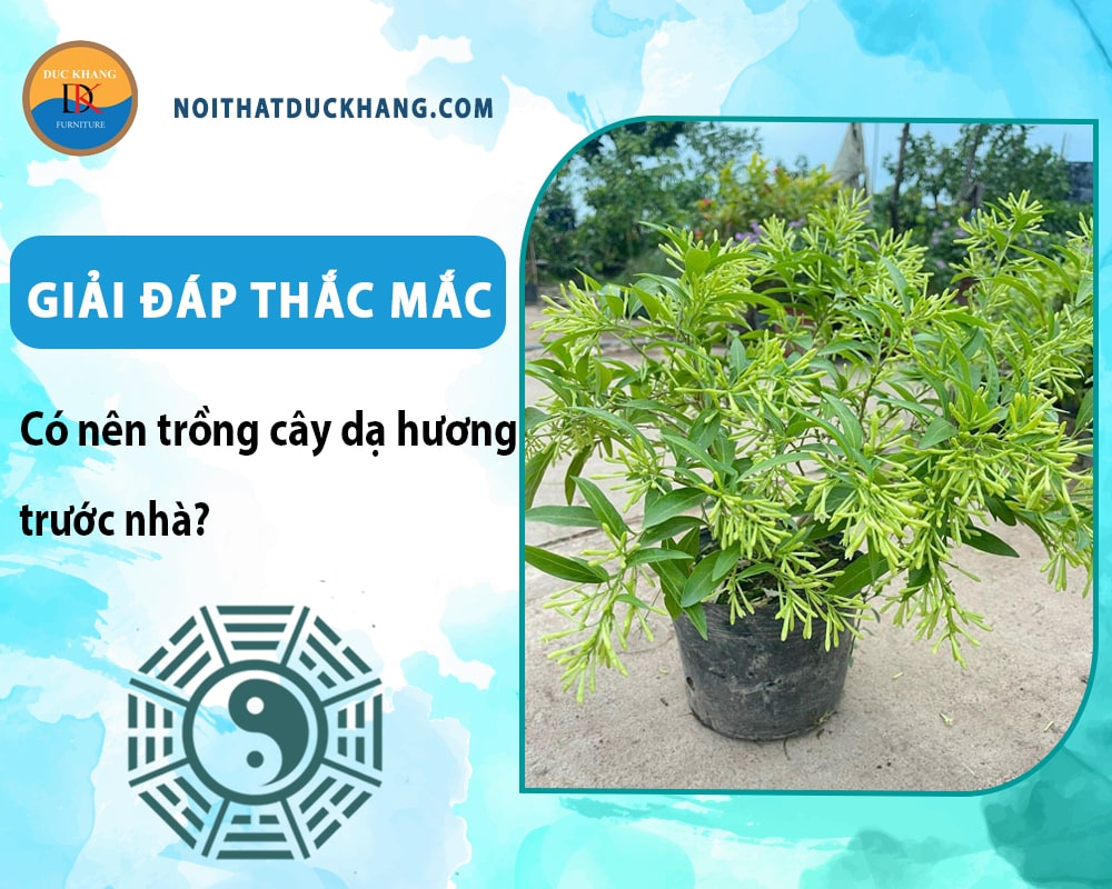 Giải đáp thắc mắc: Có nên trồng cây dạ hương trước nhà? Giải đáp thắc mắc: Có nên trồng cây dạ hương trước nhà?