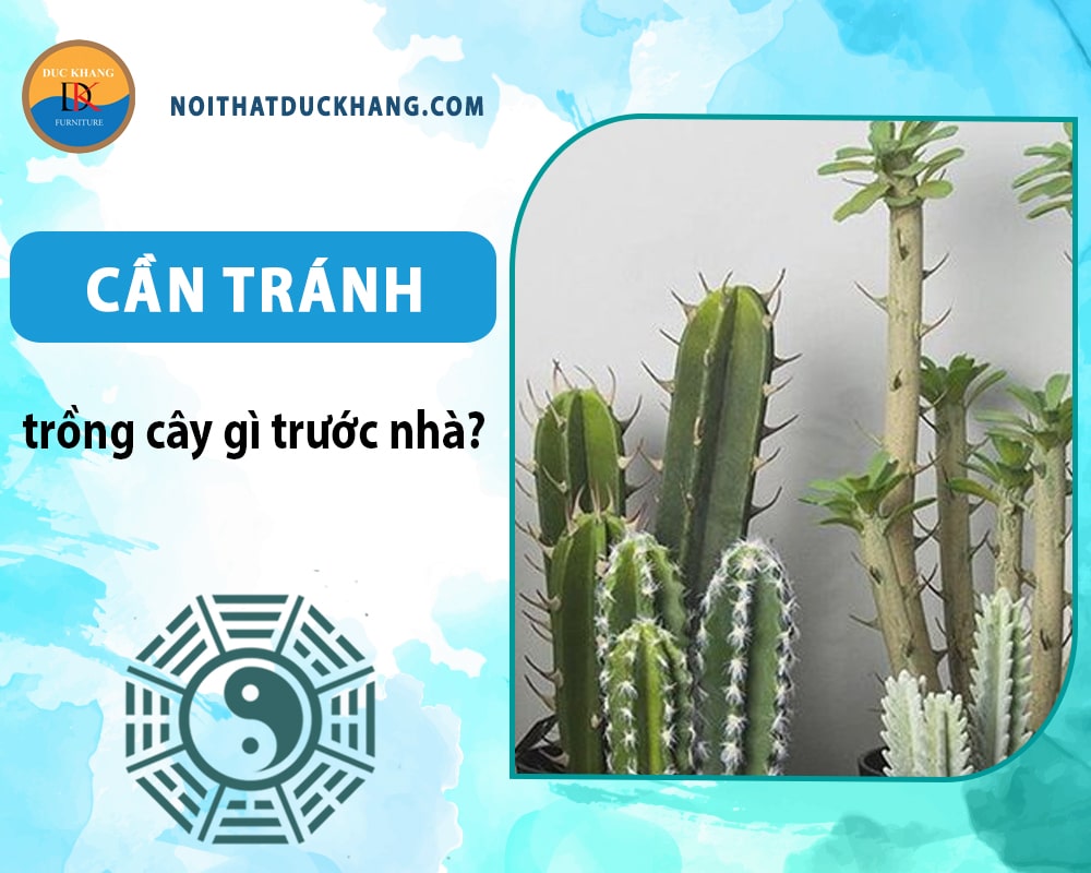 Ngoài dạ hương thì cần tránh trồng cây gì trước nhà - Cây xương rồng Ngoài dạ hương thì cần tránh trồng cây gì trước nhà - Cây xương rồng