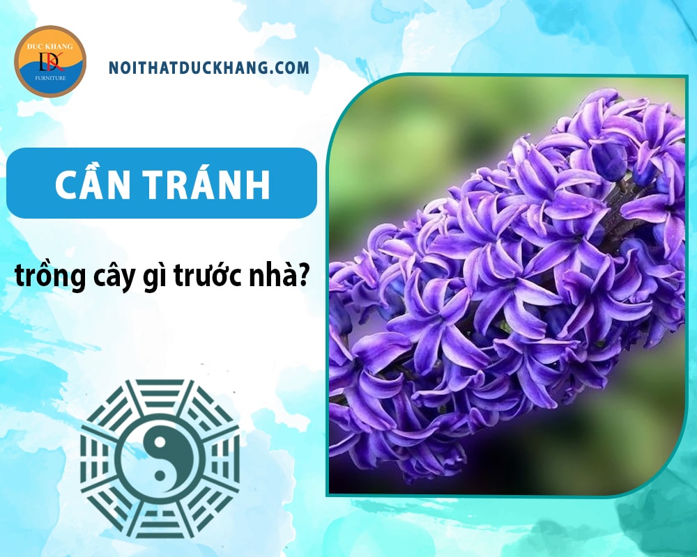 Ngoài dạ hương thì cần tránh trồng cây gì trước nhà - Dạ lan hương Ngoài dạ hương thì cần tránh trồng cây gì trước nhà - Dạ lan hương