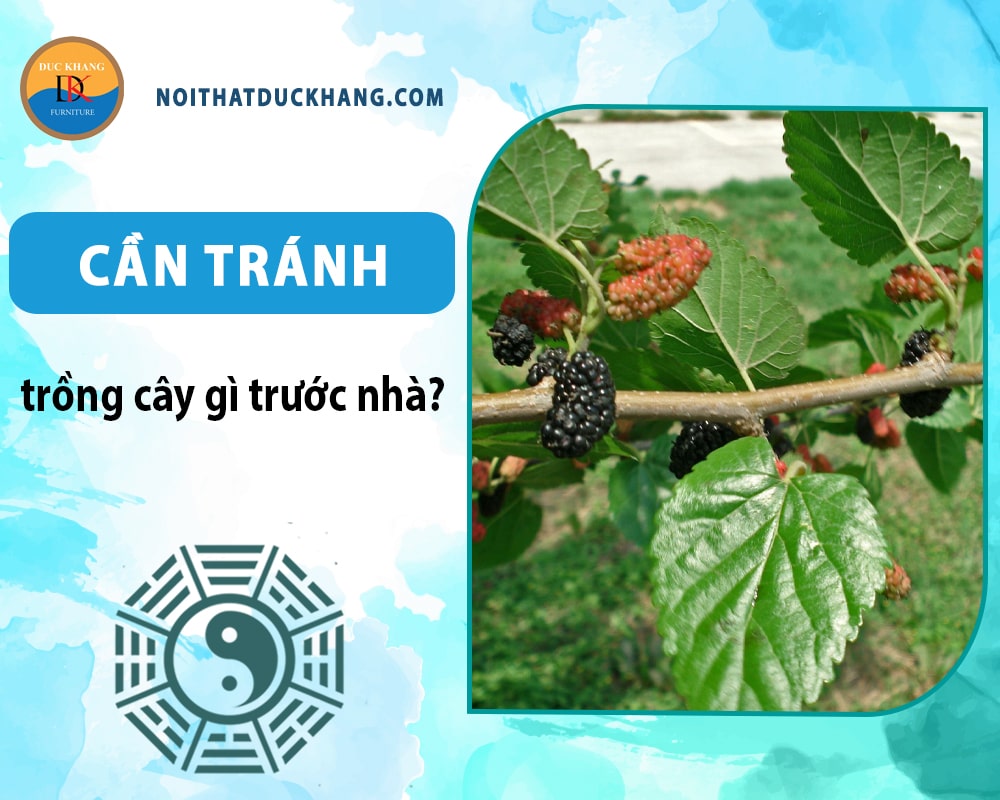 Ngoài dạ hương thì cần tránh trồng cây gì trước nhà - Cây dâu tằm Ngoài dạ hương thì cần tránh trồng cây gì trước nhà - Cây dâu tằm