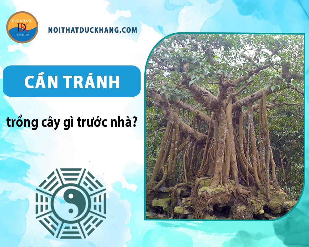 Ngoài dạ hương thì cần tránh trồng cây gì trước nhà - Cây đa Ngoài dạ hương thì cần tránh trồng cây gì trước nhà - Cây đa