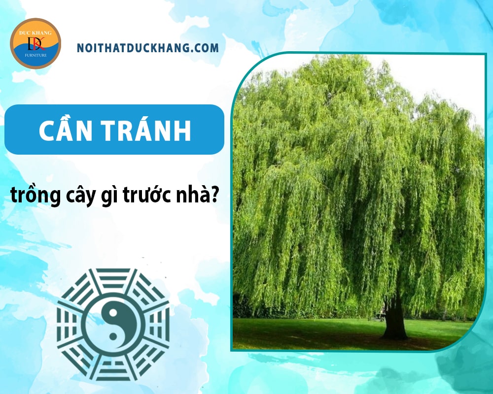 Ngoài dạ hương thì cần tránh trồng cây gì trước nhà - Cây liễu Ngoài dạ hương thì cần tránh trồng cây gì trước nhà - Cây liễu