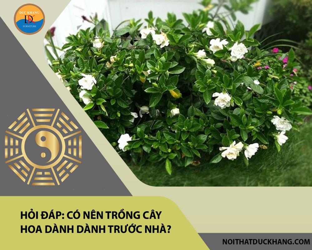 Hỏi đáp: Có nên trồng cây hoa dành dành trước nhà?