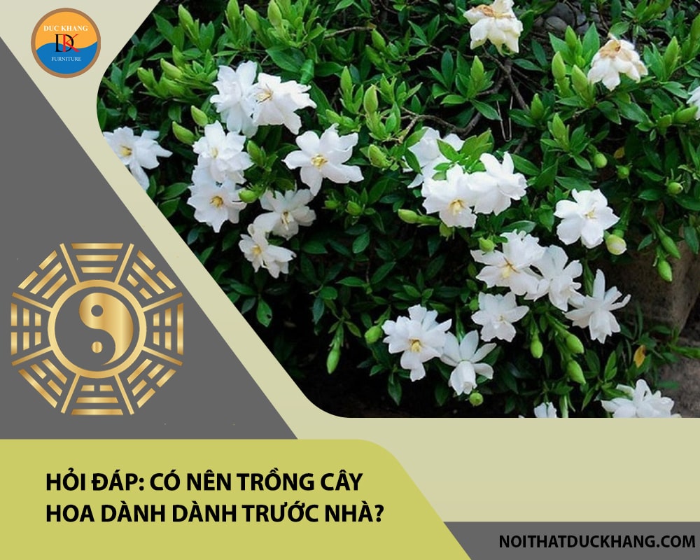 Hỏi đáp: Có nên trồng cây hoa dành dành trước nhà?