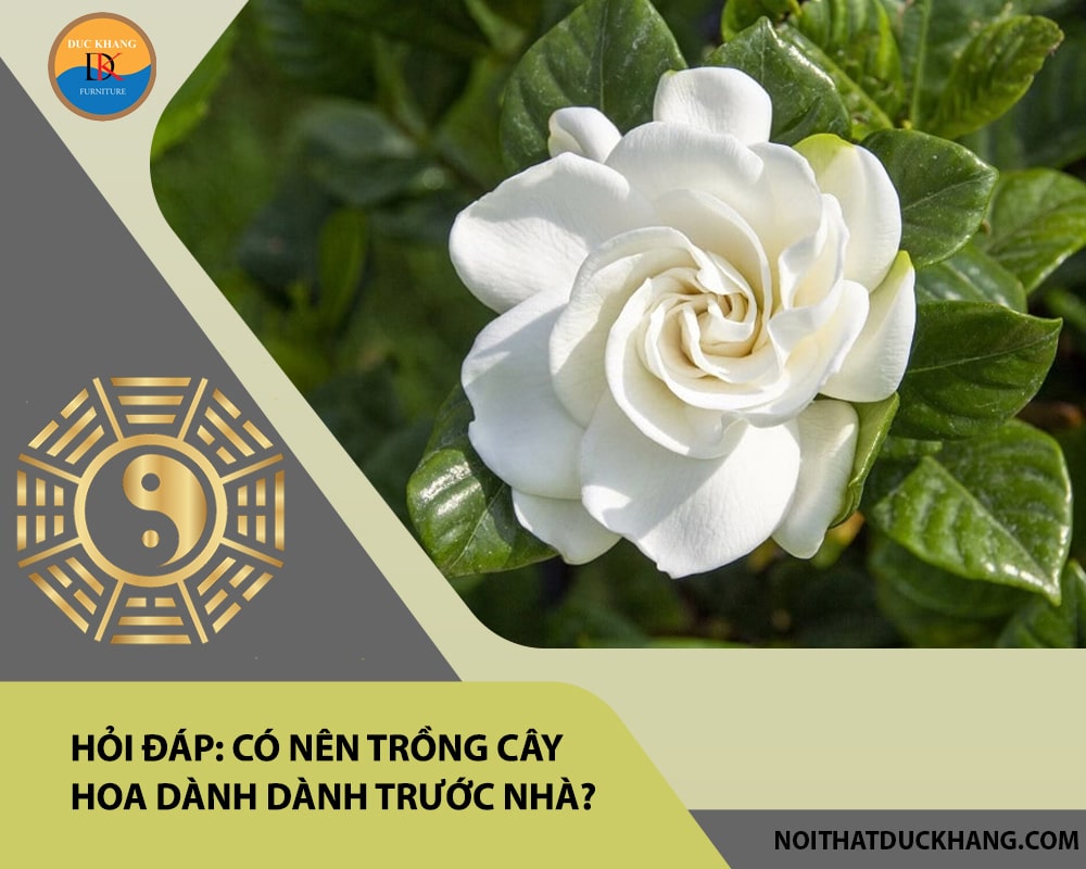 Hỏi đáp: Có nên trồng cây hoa dành dành trước nhà?