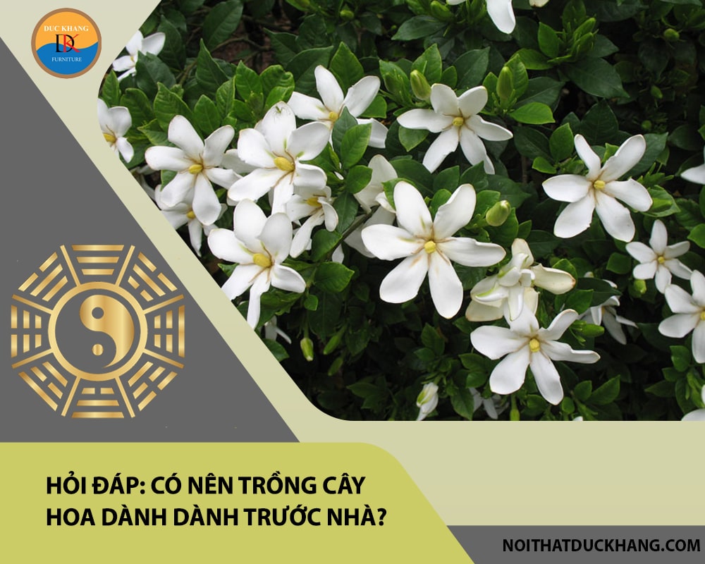 Hỏi đáp: Có nên trồng cây hoa dành dành trước nhà?