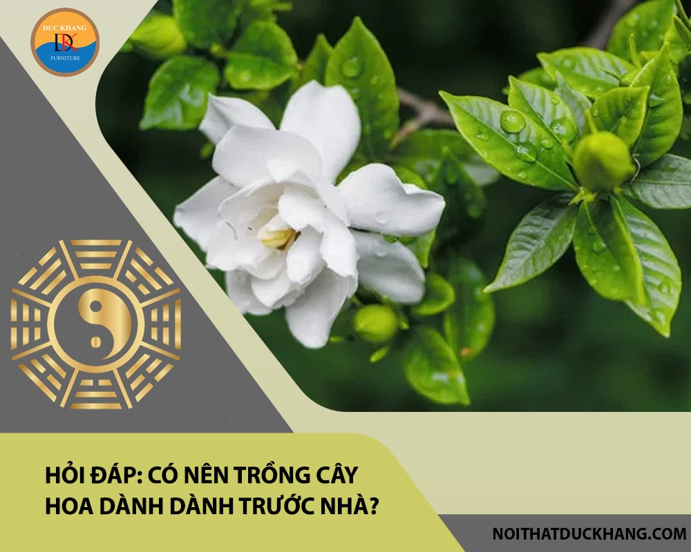Hỏi đáp: Có nên trồng cây hoa dành dành trước nhà?