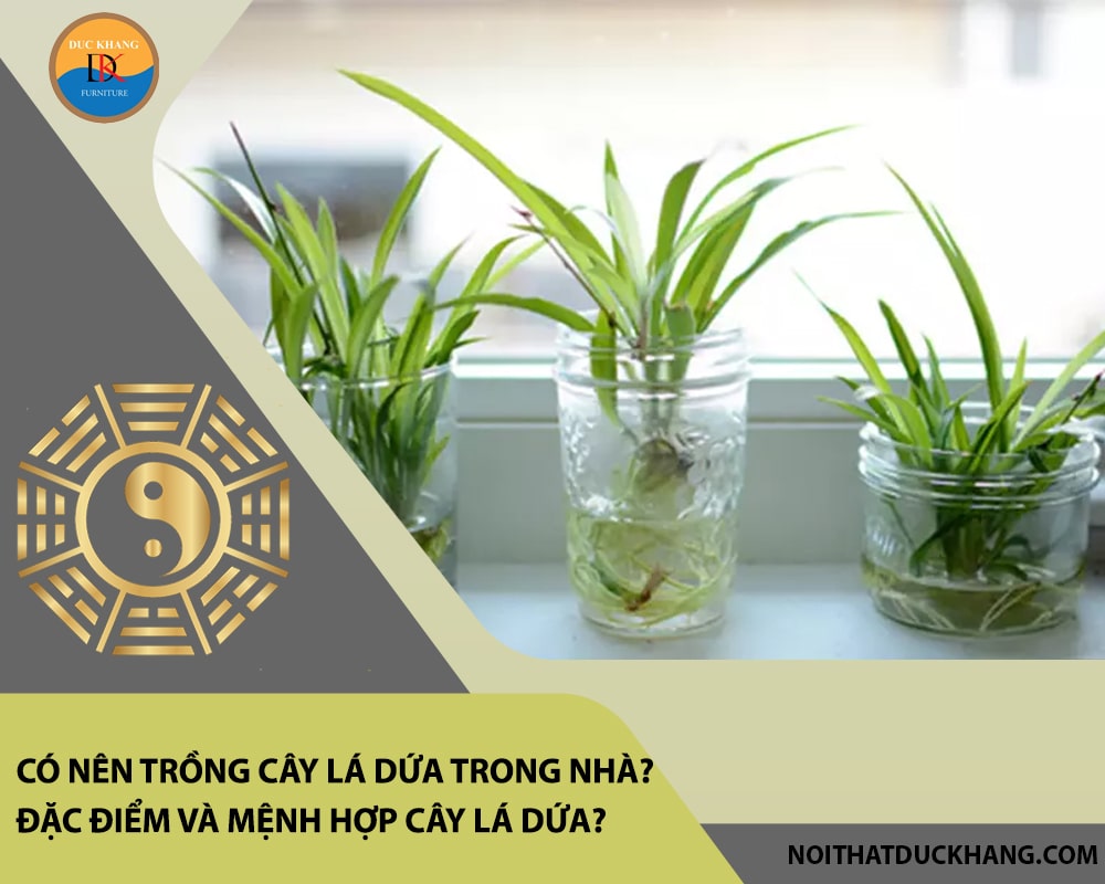 Có nên trồng cây lá dứa trong nhà? Đặc điểm và mệnh hợp cây lá dứa?