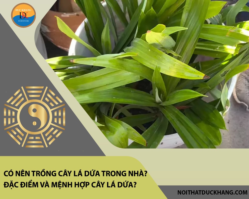 Có nên trồng cây lá dứa trong nhà? Đặc điểm và mệnh hợp cây lá dứa?