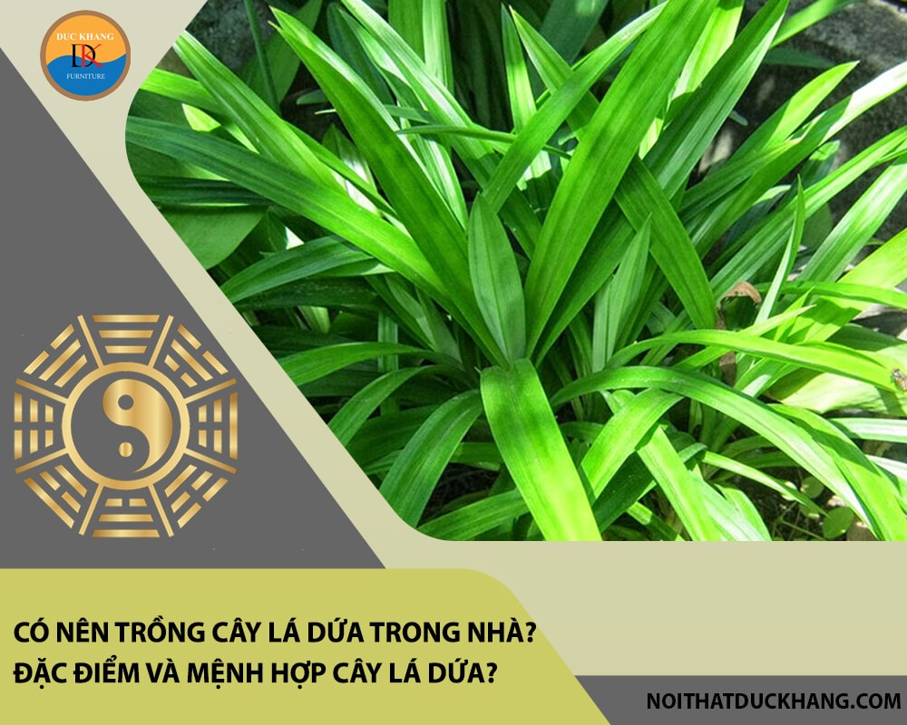 Có nên trồng cây lá dứa trong nhà? Đặc điểm và mệnh hợp cây lá dứa?