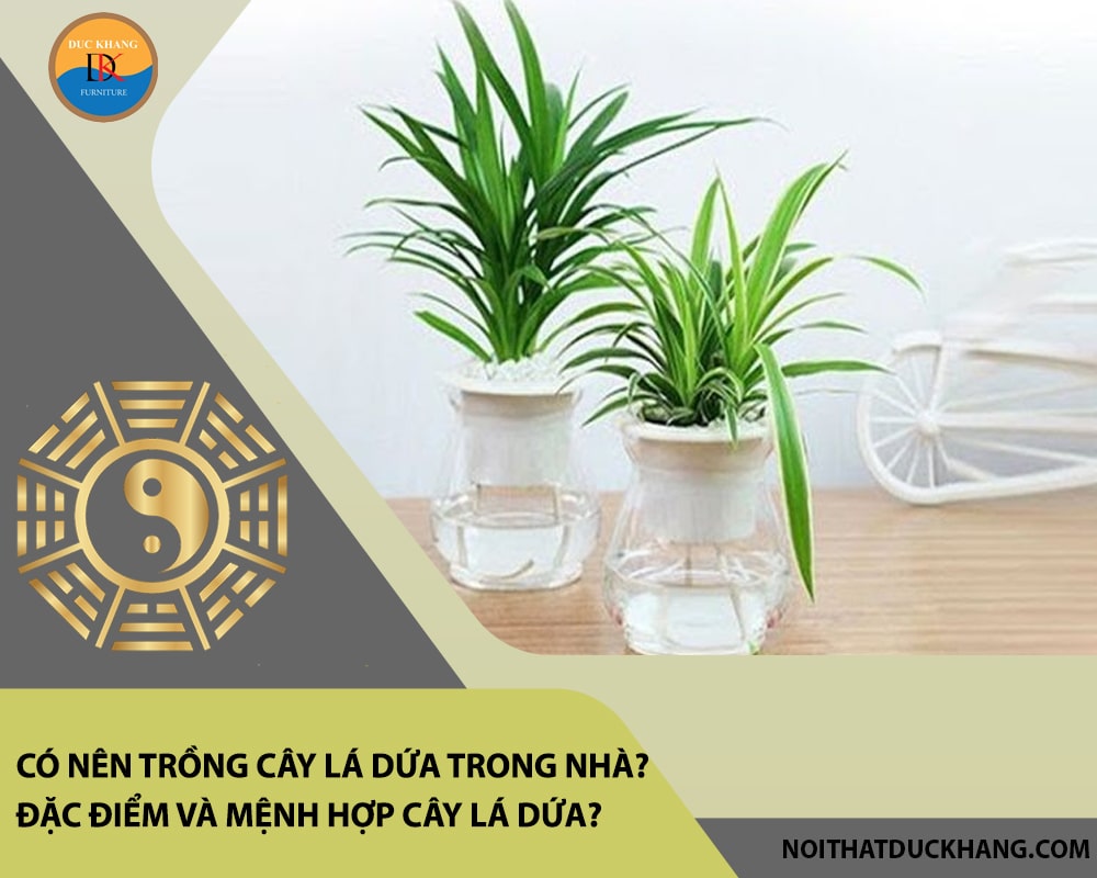 Có nên trồng cây lá dứa trong nhà? Đặc điểm và mệnh hợp cây lá dứa?