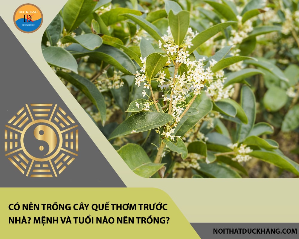 Có nên trồng cây quế thơm trước nhà? Mệnh và tuổi nào nên trồng?