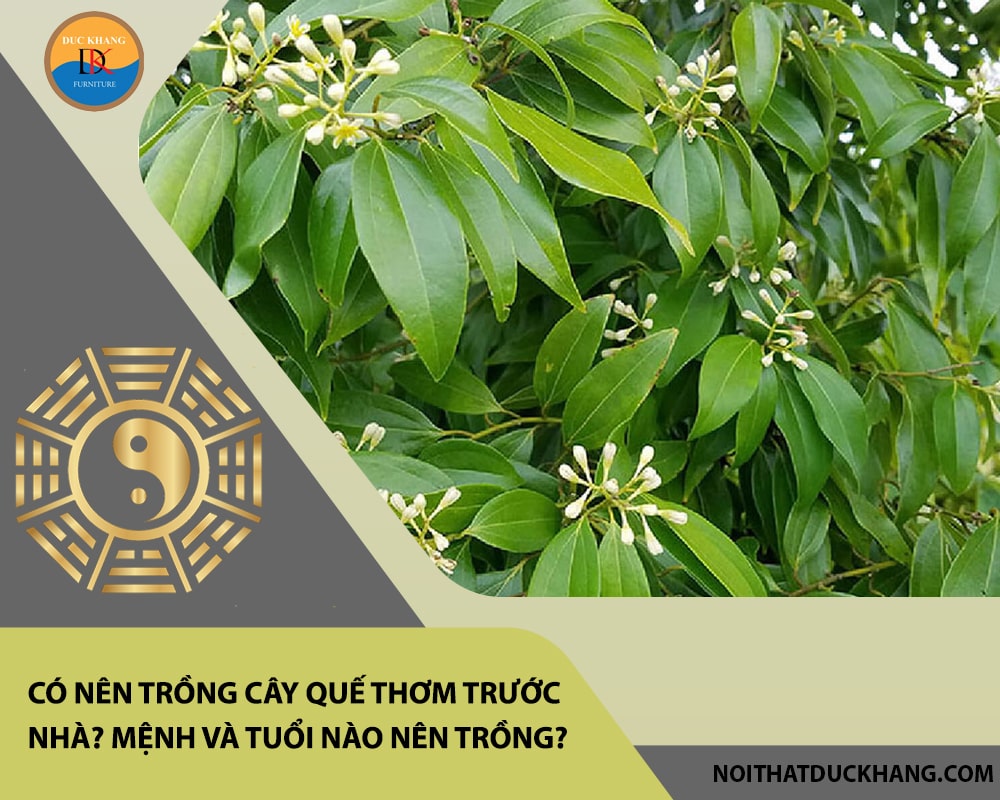 Có nên trồng cây quế thơm trước nhà? Mệnh và tuổi nào nên trồng?