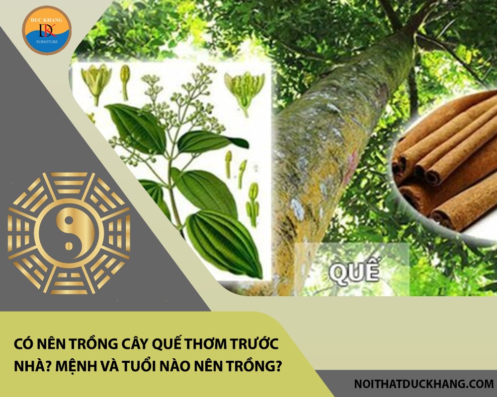 Có nên trồng cây quế thơm trước nhà? Mệnh và tuổi nào nên trồng?