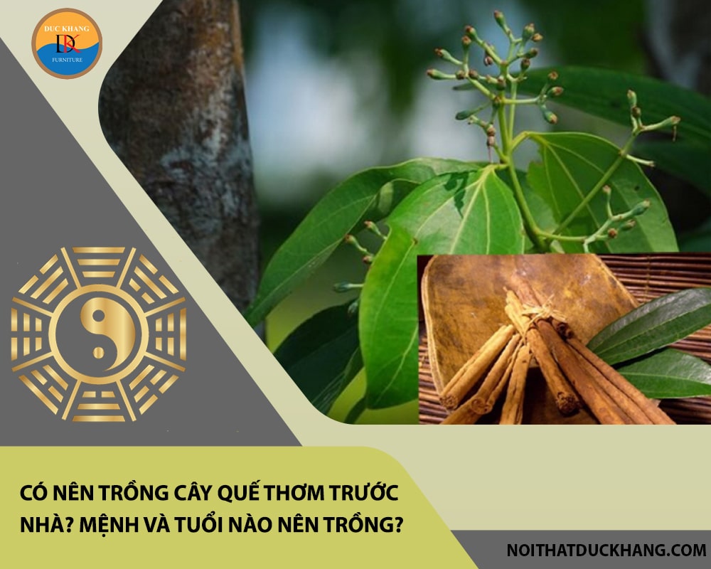 Có nên trồng cây quế thơm trước nhà? Mệnh và tuổi nào nên trồng?