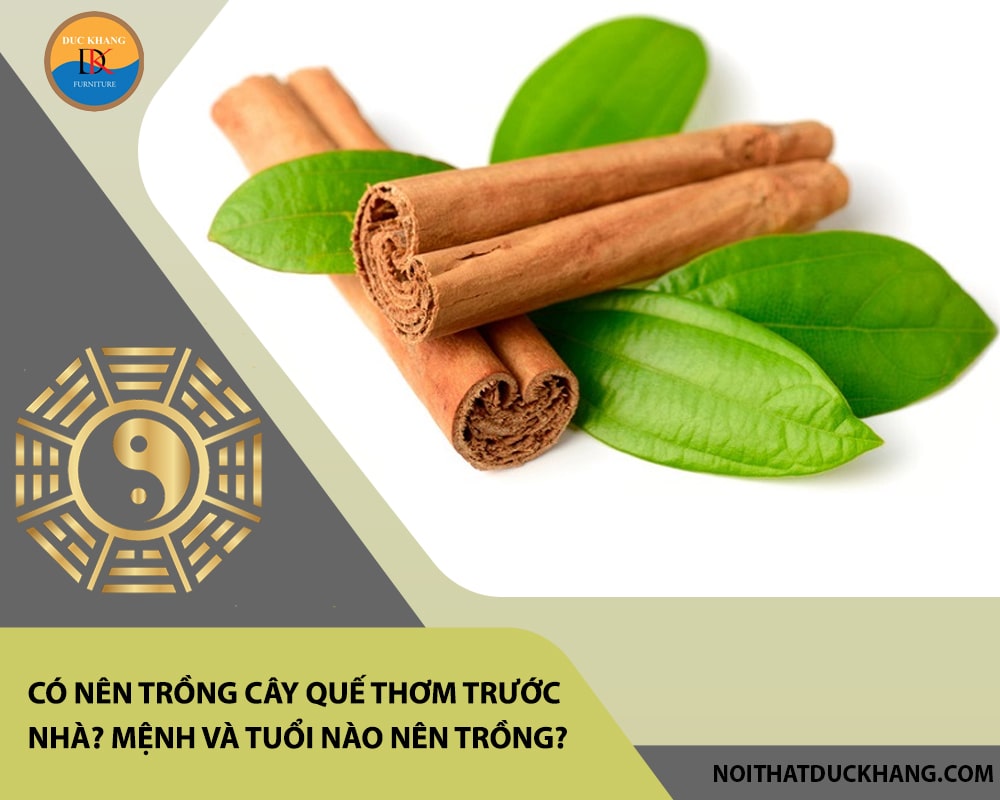 Có nên trồng cây quế thơm trước nhà? Mệnh và tuổi nào nên trồng?