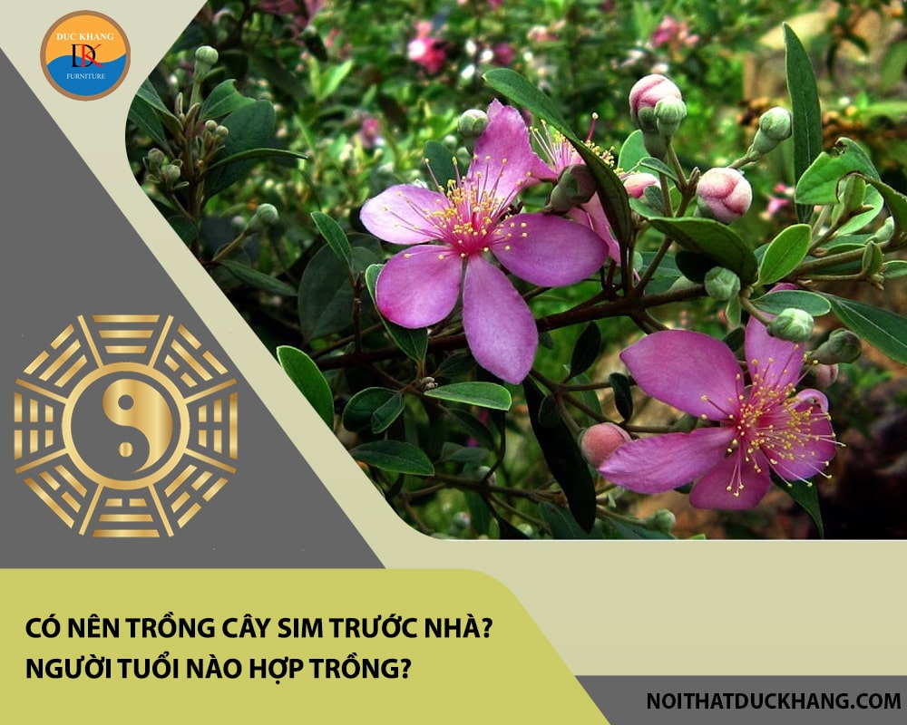 Có nên trồng cây sim trước nhà? Người tuổi nào hợp trồng? Có nên trồng cây sim trước nhà? Người tuổi nào hợp trồng?