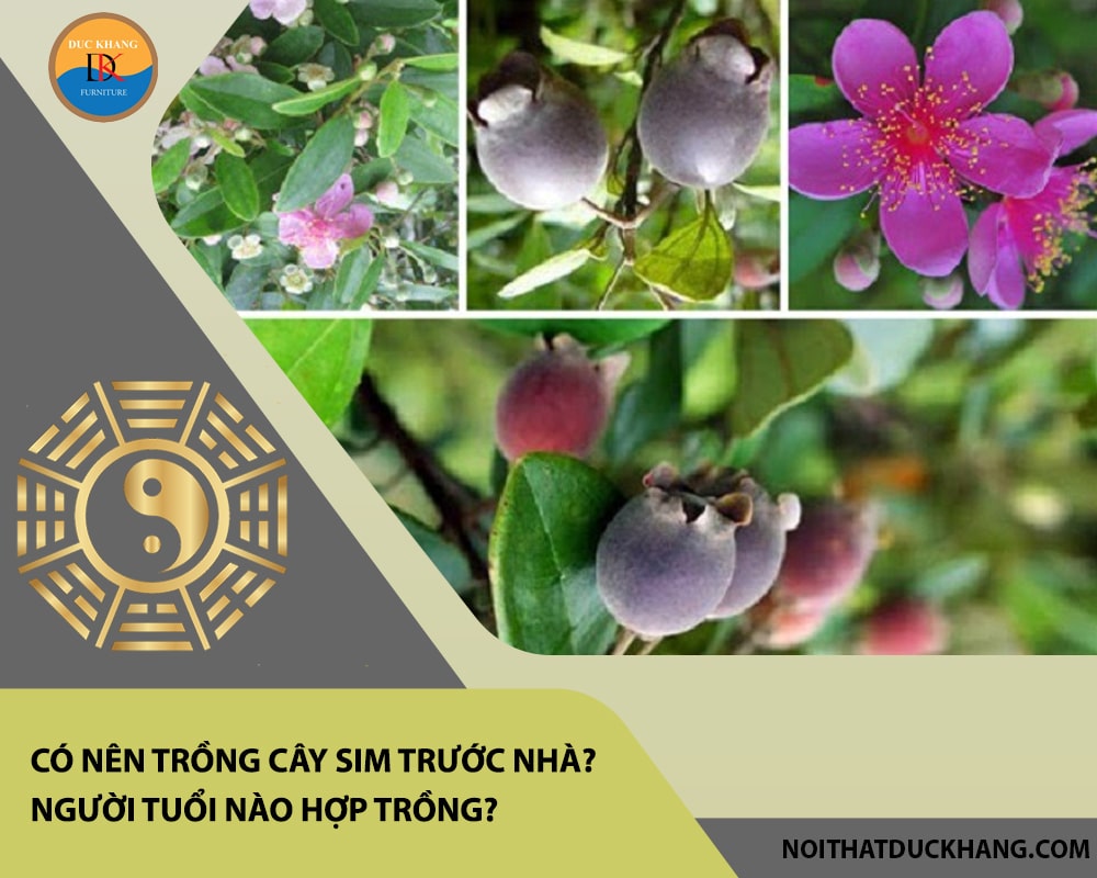 Có nên trồng cây sim trước nhà? Người tuổi nào hợp trồng? Có nên trồng cây sim trước nhà? Người tuổi nào hợp trồng?