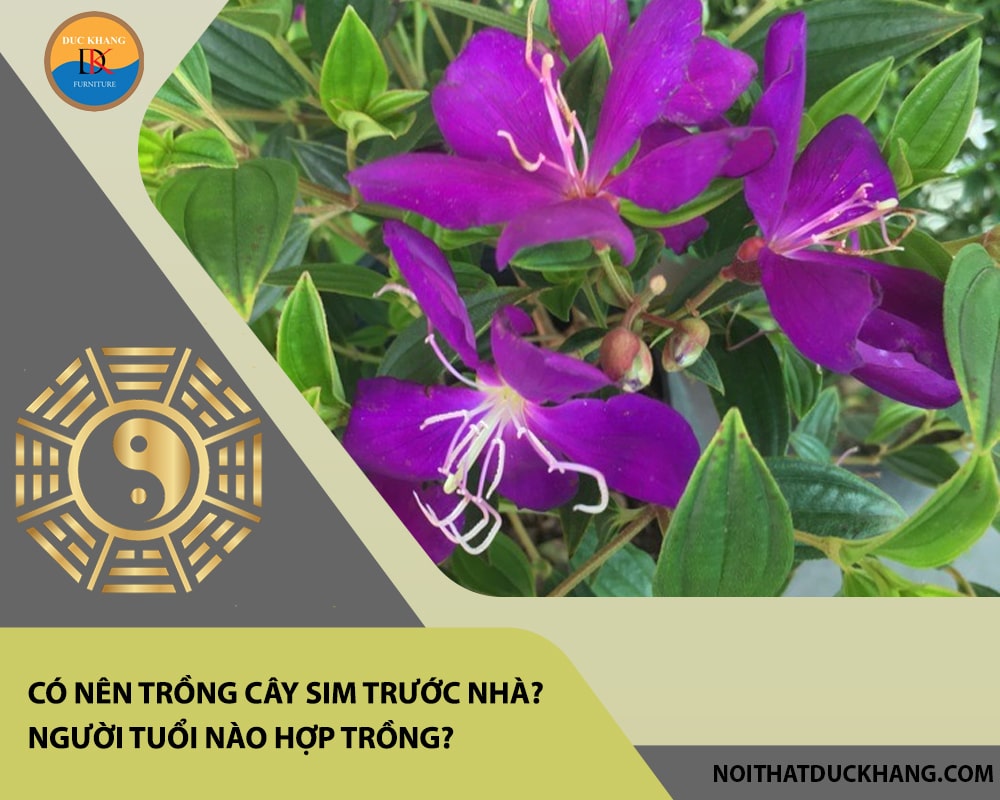 Có nên trồng cây sim trước nhà? Người tuổi nào hợp trồng? Có nên trồng cây sim trước nhà? Người tuổi nào hợp trồng?