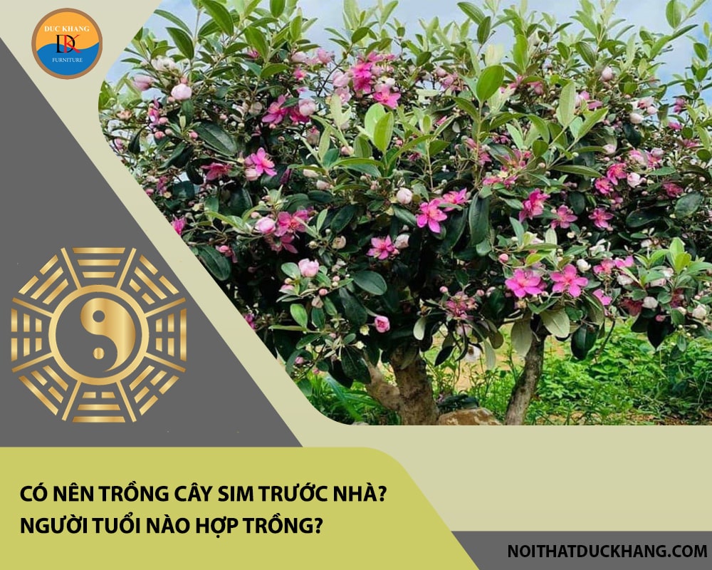 Có nên trồng cây sim trước nhà? Người tuổi nào hợp trồng? Có nên trồng cây sim trước nhà? Người tuổi nào hợp trồng?