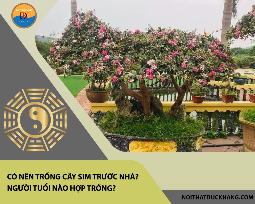 Có nên trồng cây sim trước nhà? Người tuổi nào hợp trồng? Có nên trồng cây sim trước nhà? Người tuổi nào hợp trồng?