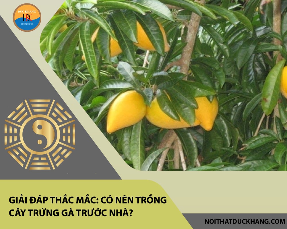 Giải đáp thắc mắc: Có nên trồng cây trứng gà trước nhà? Giải đáp thắc mắc: Có nên trồng cây trứng gà trước nhà?