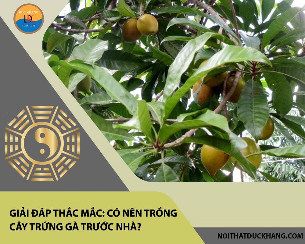 Giải đáp thắc mắc: Có nên trồng cây trứng gà trước nhà? Giải đáp thắc mắc: Có nên trồng cây trứng gà trước nhà?