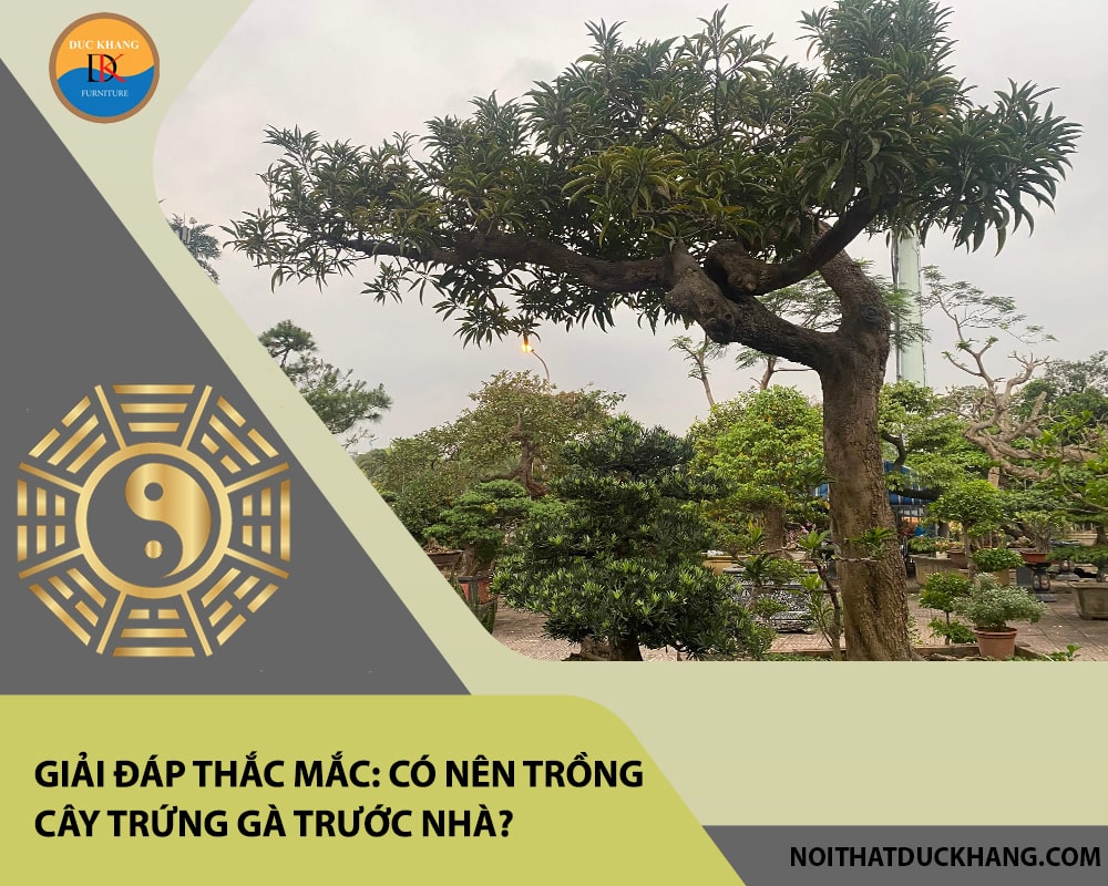 Giải đáp thắc mắc: Có nên trồng cây trứng gà trước nhà? Giải đáp thắc mắc: Có nên trồng cây trứng gà trước nhà?