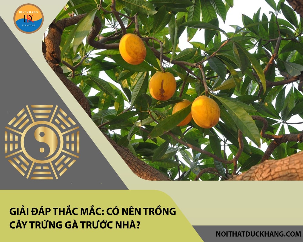 Giải đáp thắc mắc: Có nên trồng cây trứng gà trước nhà? Giải đáp thắc mắc: Có nên trồng cây trứng gà trước nhà?