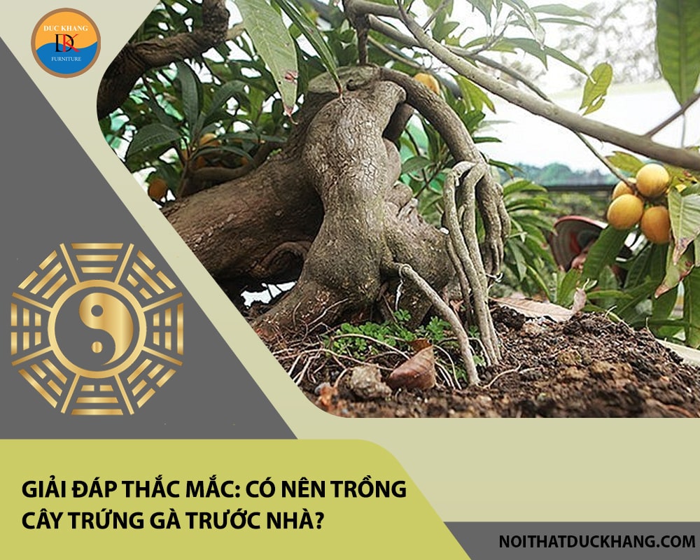 Giải đáp thắc mắc: Có nên trồng cây trứng gà trước nhà? Giải đáp thắc mắc: Có nên trồng cây trứng gà trước nhà?