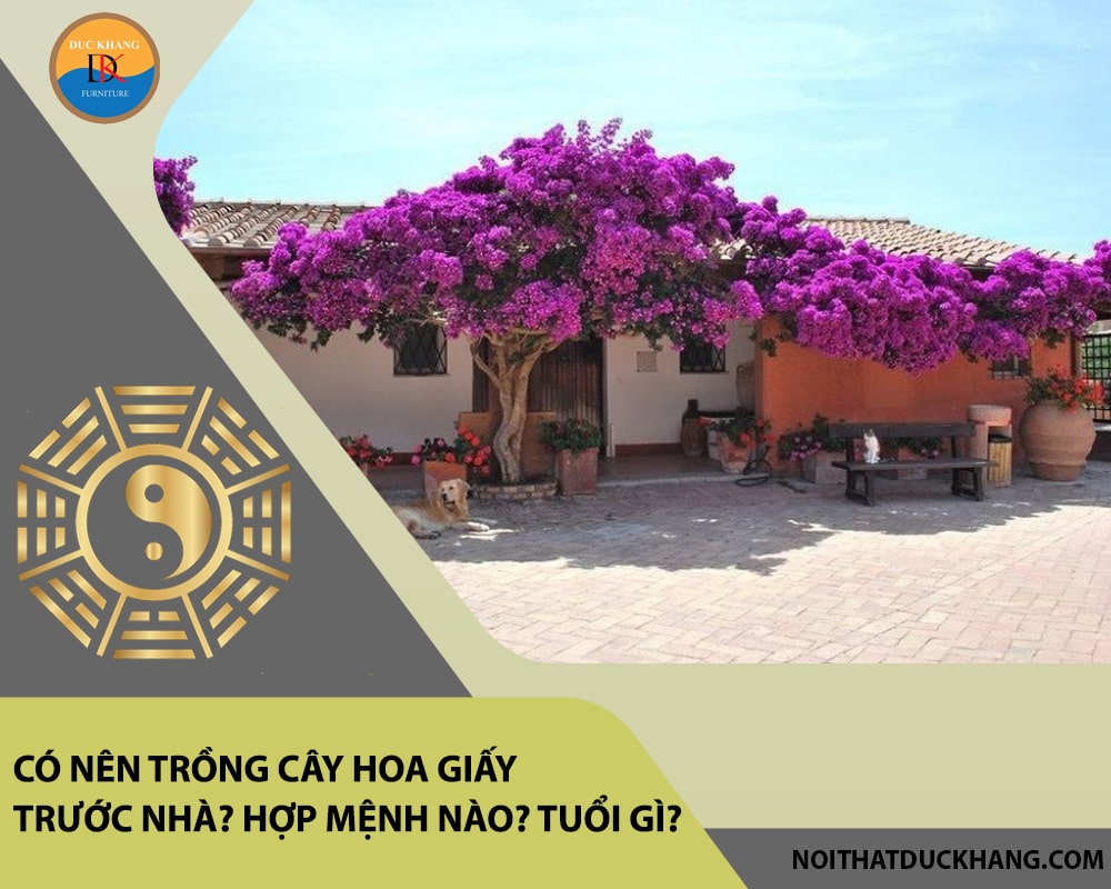 Có nên trồng cây hoa giấy trước nhà? Hợp mệnh nào? Tuổi gì? Có nên trồng cây hoa giấy trước nhà? Hợp mệnh nào? Tuổi gì?