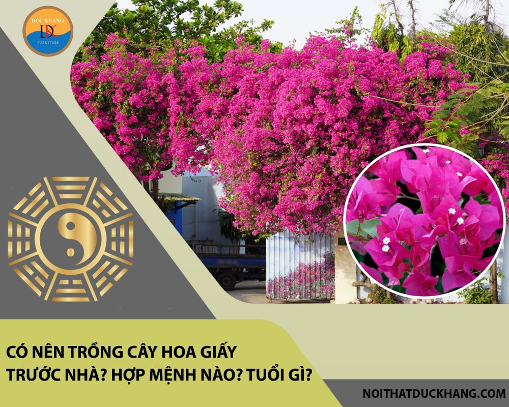 Có nên trồng cây hoa giấy trước nhà? Hợp mệnh nào? Tuổi gì? Có nên trồng cây hoa giấy trước nhà? Hợp mệnh nào? Tuổi gì?