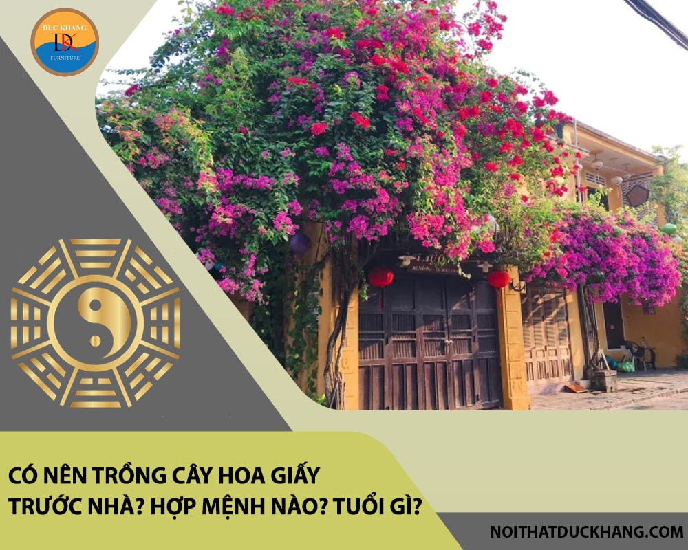 Có nên trồng cây hoa giấy trước nhà? Hợp mệnh nào? Tuổi gì? Có nên trồng cây hoa giấy trước nhà? Hợp mệnh nào? Tuổi gì?