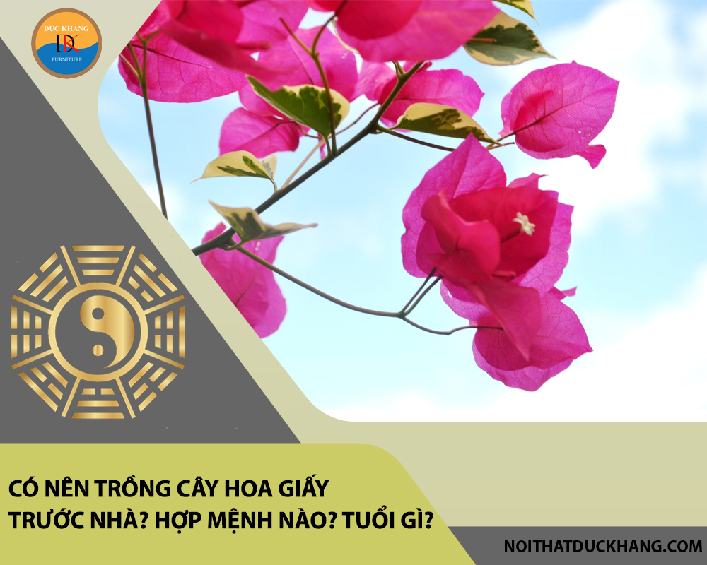 Có nên trồng cây hoa giấy trước nhà? Hợp mệnh nào? Tuổi gì? Có nên trồng cây hoa giấy trước nhà? Hợp mệnh nào? Tuổi gì?