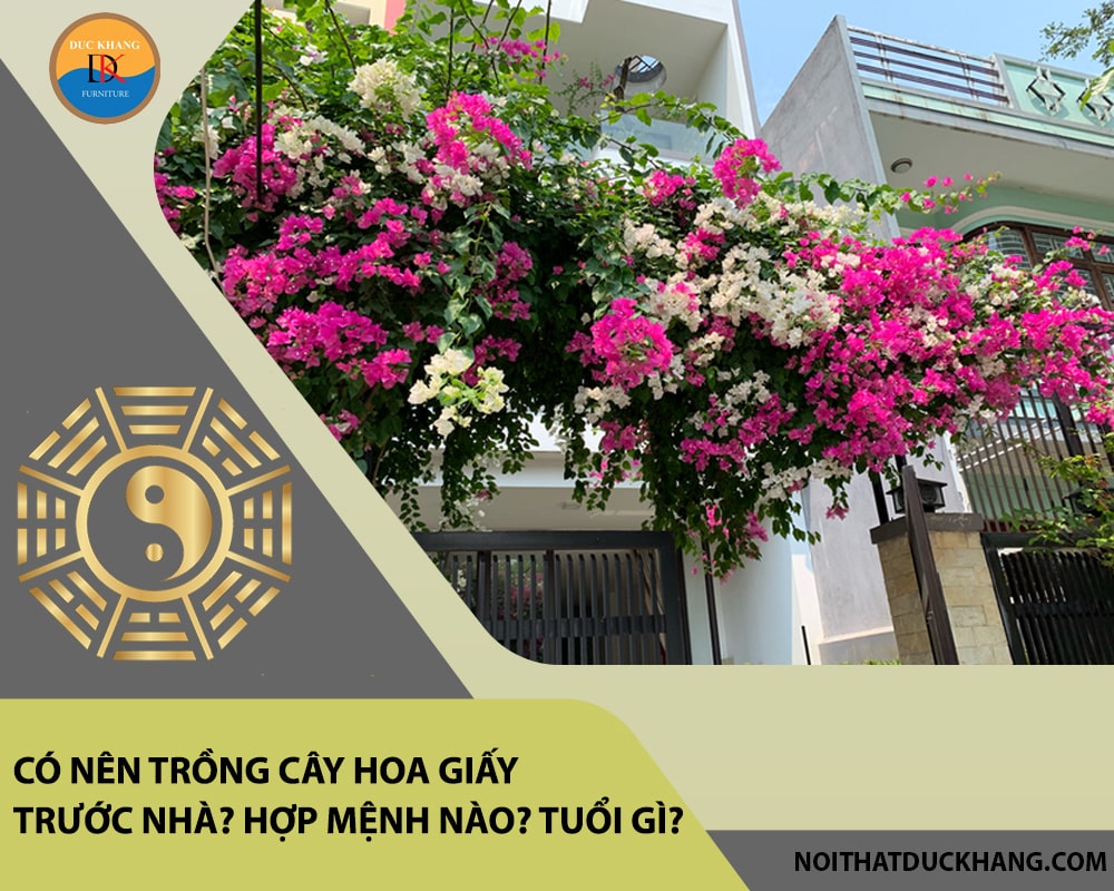 Có nên trồng cây hoa giấy trước nhà? Hợp mệnh nào? Tuổi gì? Có nên trồng cây hoa giấy trước nhà? Hợp mệnh nào? Tuổi gì?