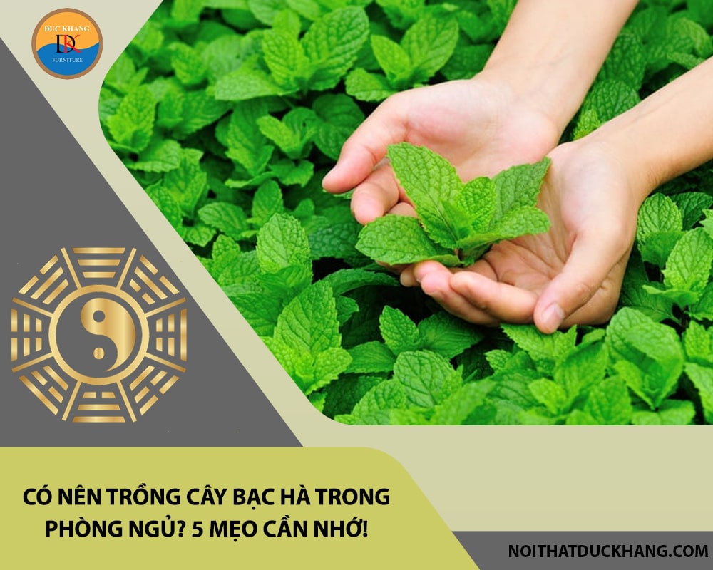 Có nên trồng cây bạc hà trong phòng ngủ? 5 mẹo cần nhớ!