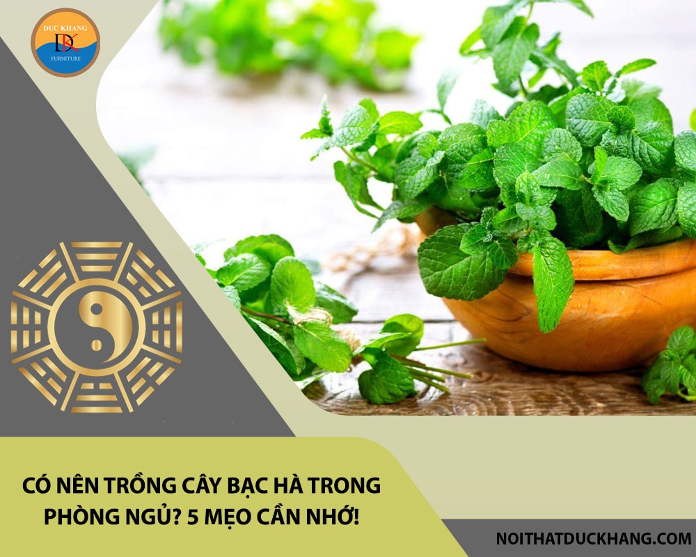 Có nên trồng cây bạc hà trong phòng ngủ? 5 mẹo cần nhớ!