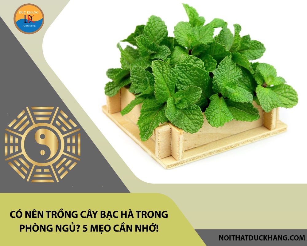 Có nên trồng cây bạc hà trong phòng ngủ? 5 mẹo cần nhớ!