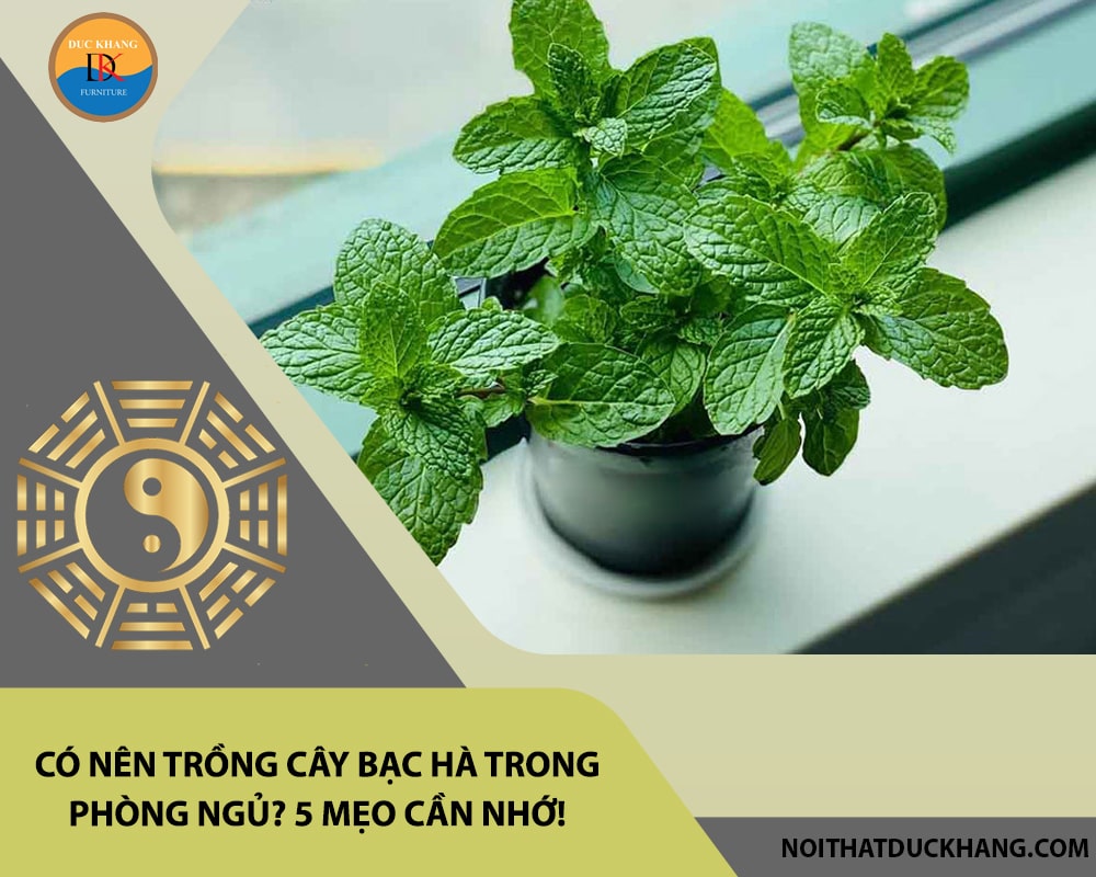 Có nên trồng cây bạc hà trong phòng ngủ? 5 mẹo cần nhớ!