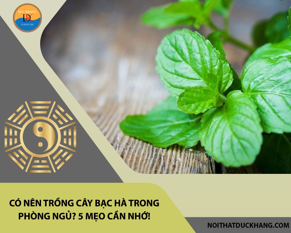 Có nên trồng cây bạc hà trong phòng ngủ? 5 mẹo cần nhớ!