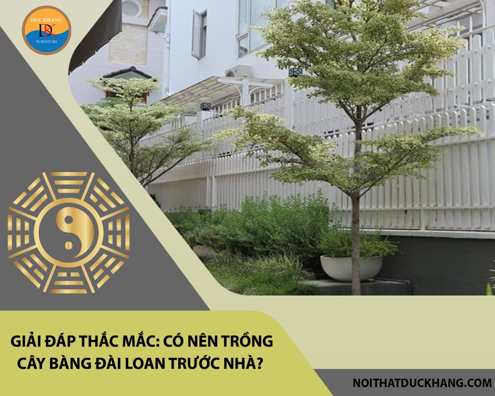 Giải đáp thắc mắc: Có nên trồng cây bàng đài loan trước nhà?