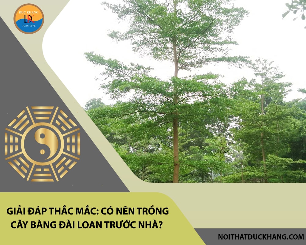Giải đáp thắc mắc: Có nên trồng cây bàng đài loan trước nhà?