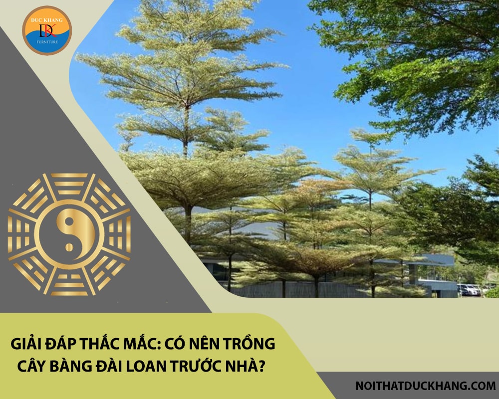 Giải đáp thắc mắc: Có nên trồng cây bàng đài loan trước nhà?