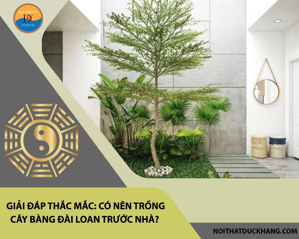 Giải đáp thắc mắc: Có nên trồng cây bàng đài loan trước nhà?